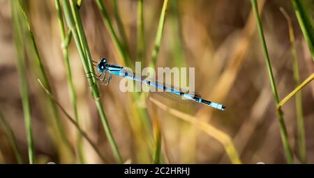 portrait, macro of a dragonfly Stock Photo