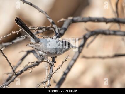 Male Black-tailed Gnatcatcher, Polioptila melanura, at the Arizona-Sonora Desert Museum, near Tucson, Arizona Stock Photo