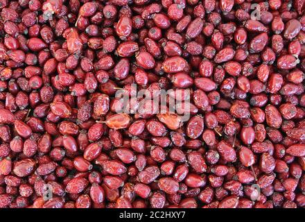 Harvested fruits of dried therapeutic rose hips. Stock Photo