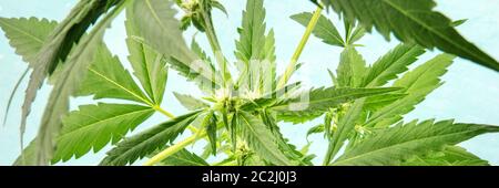 A panorama of flowering cannabis buds, macro shot Stock Photo