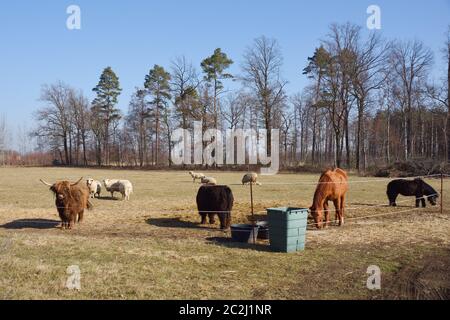 A herd with cow, horse and sheeps on a farm in spring Stock Photo