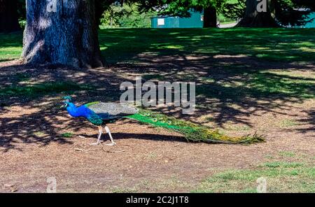 Peacock - male Indian or green peafowl in British Park - Warwick, Warwickshire, United Kingdom Stock Photo