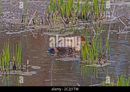 Large Snapping Turtle Wallowing in the Mud in the Chincoteague National Wildlife Refuge in Virginia Stock Photo