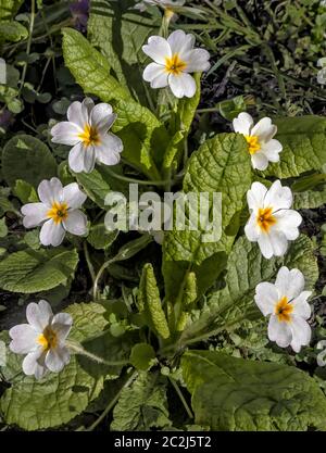 Common primrose / English primrose (Primula vulgaris); Stock Photo