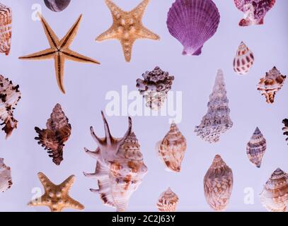 Pattern of different seashells and starfishes on a grey background. Top view marine still life. Stock Photo