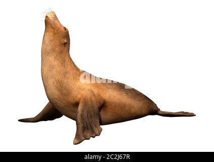 3D rendering of a harbor or common seal or Phoca vitulina isolated on white background Stock Photo