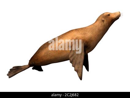 3D rendering of a harbor or common seal or Phoca vitulina isolated on white background Stock Photo