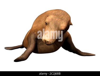 3D rendering of a harbor or common seal or Phoca vitulina isolated on white background Stock Photo