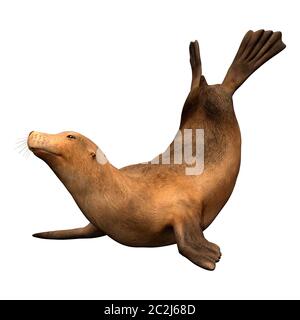 3D rendering of a harbor or common seal or Phoca vitulina isolated on white background Stock Photo