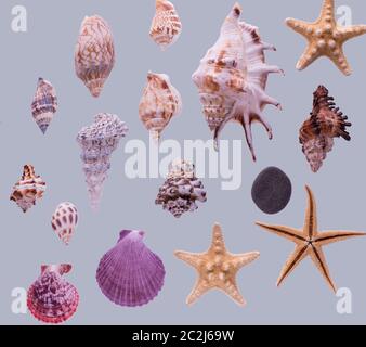 Pattern of different seashells and starfishes on a grey background. Top view marine still life. Stock Photo