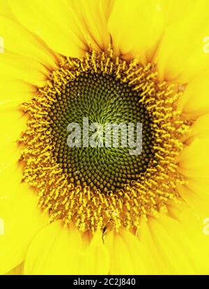 'Sunshine Equation'  - a common sunflower shows off Nature's mathematics,the Fibonacci sequence Stock Photo
