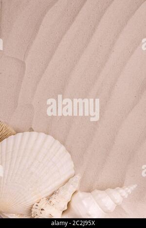 Starfish and seashells on dune sand. Top view Vacation background Stock ...