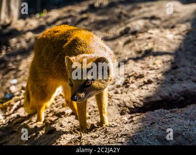 closeup portrait of a yellow mongoose, also known as the red meerkat, tropical animal specie from Africa Stock Photo