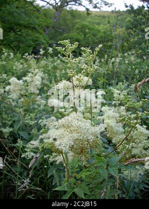 Meadowsweet (Filipendula ulmaria) flowers in a marsh with a background of trees and other meadowsweet flowers and plants. Stock Photo