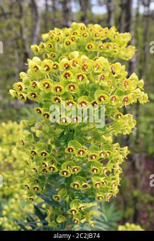 Martin's spurge (Euphorbia x martini) in full flower with a background of trees and a little sky. Stock Photo