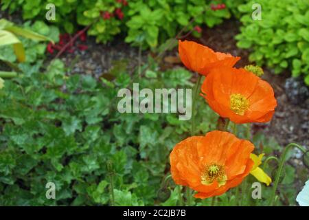 Three orange poppy (Papaver) flowers with yellow centres. Background of leaves. Stock Photo