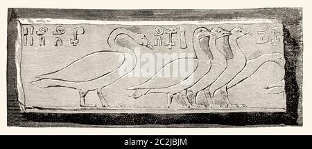 Rows of birds, detail of a painted relief, east wall of the Chapel of Ptahhotep, mastaba D64 at Saqqara. Egyptian Civilisation, Old Kingdom, Dynasty V, Ancient Egypt. Old 19th century engraved illustration, El Mundo Ilustrado 1880 Stock Photo