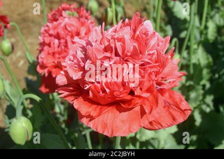 Frilly pink poppy (Papaver species) sometimes known as the peony or pompom poppy. Background with further flowers, soil, leaves and developing flower Stock Photo