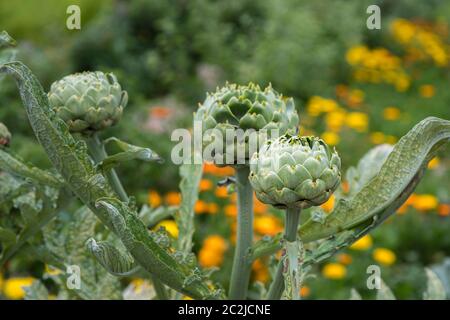 The edible buds of globe artichoke, Cynara cardunculus var. scolymus, growing in a kitchen garden in late spring / early summer in Surrey, England Stock Photo