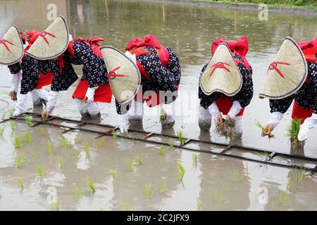 Japanese young girls planting on the paddy rice farm land. The holy festival to pray for a good harvest. Stock Photo