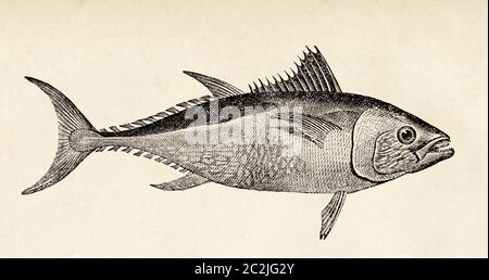 Thunnus thynnus. The Atlantic bluefin tuna, species of tuna in the family Scombridae. Old 19th century engraved illustration, El Mundo Ilustrado 1880 Stock Photo