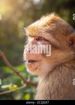 Barbary macaque in the forest Stock Photo