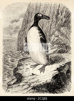 Pinguinus impennis. The great auk is a species of flightless alcid that became extinct in the mid-19th century. It was the only modern species in the genus Pinguinus. Old 19th century engraved illustration, El Mundo Ilustrado 1880 Stock Photo