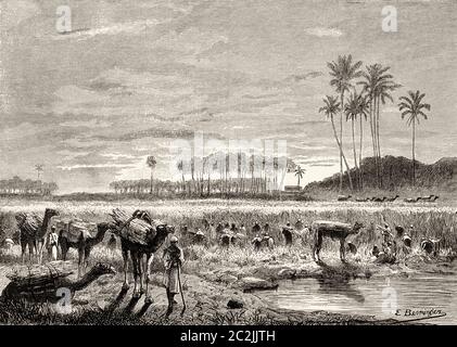 The zafra. Harvesting sugar cane in the Nile river valley, Ancient Egypt. Old 19th century engraved illustration, El Mundo Ilustrado 1880 Stock Photo