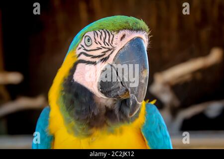 details, portrait, view of a macaw, papagai Stock Photo