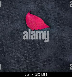 A red autumn leaf on a black background, a square abstract autumnal design template with a place for text Stock Photo