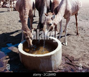 Portrait of drinking camels at the desert well in Ouled-Rachid, Batha, Chad Stock Photo