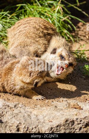 meerkat or suricate, Suricata suricatta Stock Photo