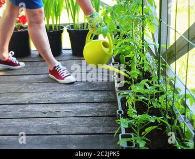 Women gardener watering plants. Container vegetables gardening. Vegetable garden on a terrace. Flower, tomatoes growing in container . Stock Photo