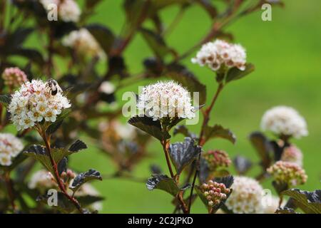 Blooming cultivar common ninebark ,Physocarpus opulifolius Summer Wine, in the summer garden . Stock Photo