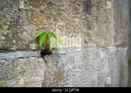 Survival fight of a plant in the Crack of a wall Stock Photo