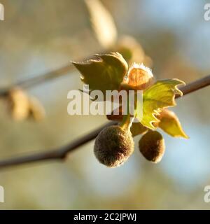 Leaves and fruit of a maple-leaved sycamore (Platanus acerifolia) in spring Stock Photo