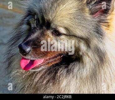 Keeshond is a medium-sized dog with a plush, two-layer coat of silver and black fur with a ruff and a curled tail Stock Photo