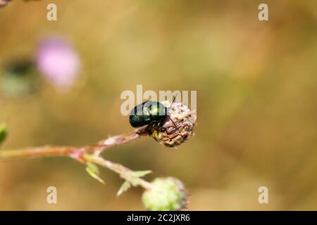 a greenish beetle is sitting on a plant Stock Photo