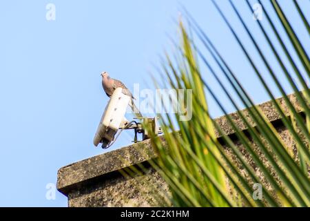 A small spotted dove (Spilopelia chinensis), a long tailed pigeon Plump bird, sitting on the roof of a house. Close Up. Stock Photo