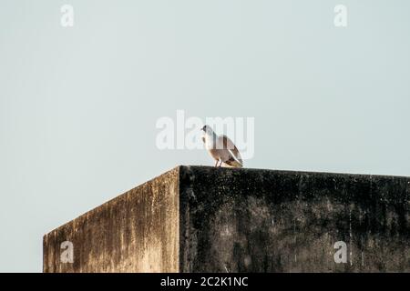 A small snow white fantail and black spotted feather Pigeons (Columba livia domestica) a Plump bird, sitting on the roof of a house. Close Up. Stock Photo