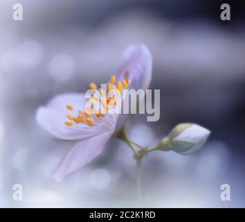 Macro Photography.Floral abstract pastel background with copy space.White Jasmine flowers in soft style for wedding card.Blue Nature Background.Blurred space for your text.Wedding Invitation.Tranquil nature closeup view.Creative Artistic Wallpaper. Stock Photo