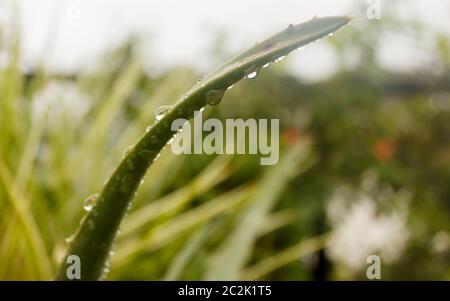 Spiky Agave variegated plant (Agave tequilana) with water on leaves after rainfall. Sprinkle drizzle mist shower of raindrops on Tree leaves. Rain dro Stock Photo
