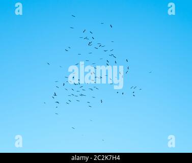 Black Storks rising on a thermal over Tarifa in Spain during Autumn migration before flying acrosss The Straits of Gibraltar. Stock Photo