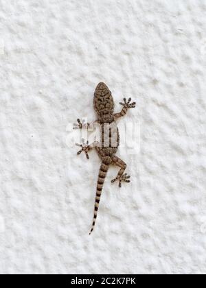 Young Mediterranean House Gecko on wall in Tarifa, Andalucia. Stock Photo