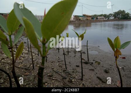 Marunda Tree Mangrove ecosystem in North Jakarta, Jakarta, Indonesia Stock Photo - Alamy