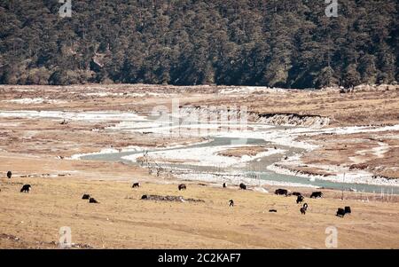 Tibetan pasture at a valley side of Himalaya mountains. Yumthang Valley,Sikkim,India Stock Photo