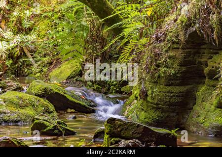 Small creek with clear waters running through the rainforest rocks Stock Photo