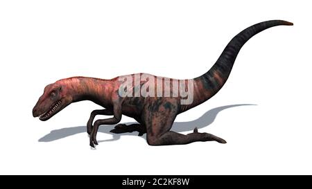 Dinosaur - Velociraptor - two-legged predator with a long stiff tail Stock Photo