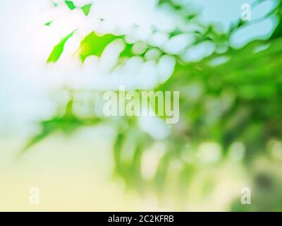 Tropical summer background with palm leaves Stock Photo