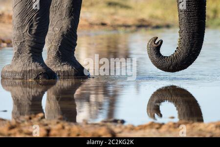 Elephant's legs and trunk close up, reflection in water in Khwai Okavango Delta Botswana Stock Photo